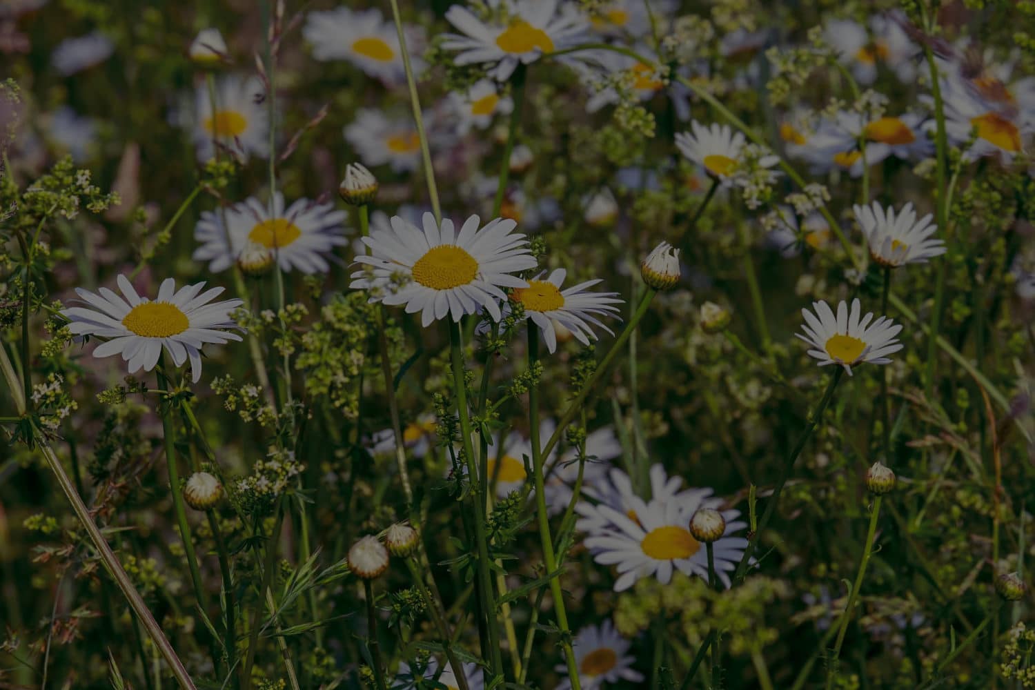 daisy